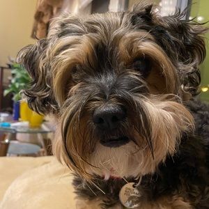 Meet your Posher, Shwu